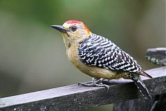 Red-crowned Woodpecker